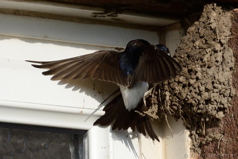 ENE-20120612-0231.jpg - [nl] Huiszwaluw ( Delichon urbica  | Waren Mill, Budle Bay, Northumberland, Engeland[en] House Martin ( Delichon urbica  | Waren Mill, Budle Bay, Northumberland, England